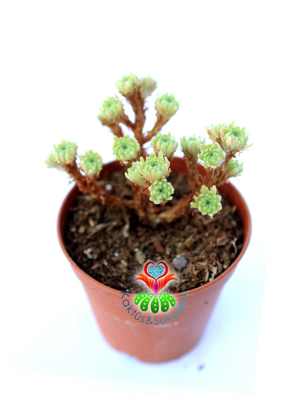 Sedum Multiceps Nadir Tür Sukulent 5,5 cm Saksılı Bonsai Bitki