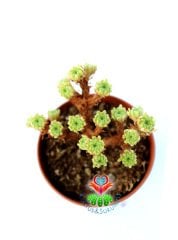 Sedum Multiceps Nadir Tür Sukulent 5,5 cm Saksılı Bonsai Bitki