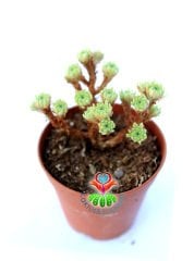 Sedum Multiceps Nadir Tür Sukulent 5,5 cm Saksılı Bonsai Bitki