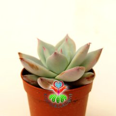Sukulent, Echeveria Blue Bird -Mavi Kuş-Açık Mavi-Beyaz Uçları Pembe Yapraklı 5,5 cm Saksıda Nadir Tür