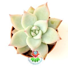 Sukulent, Echeveria Blue Bird -Mavi Kuş-Açık Mavi-Beyaz Uçları Pembe Yapraklı 5,5 cm Saksıda Nadir Tür