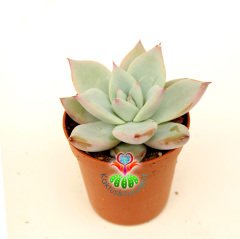 Sukulent, Echeveria Blue Bird -Mavi Kuş-Açık Mavi-Beyaz Uçları Pembe Yapraklı 5,5 cm Saksıda Nadir Tür