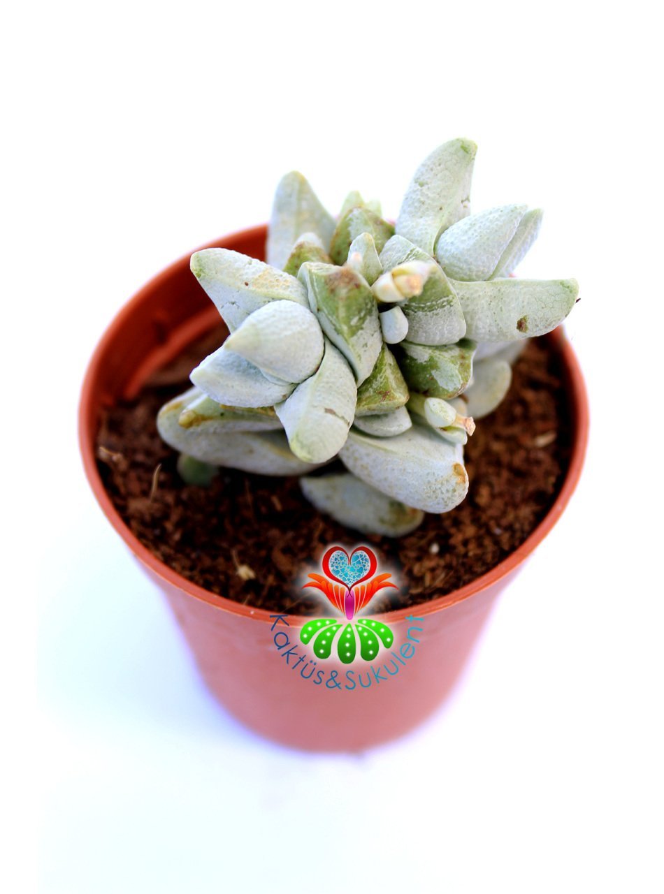 Crassula Deceptrix Hybrid 5,5 cm Saksıda Çok Nadir Tür Sukulent Sınırlı Sayıda