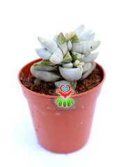 Crassula Deceptrix Hybrid 5,5 cm Saksıda Çok Nadir Tür Sukulent Sınırlı Sayıda