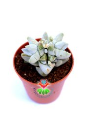 Crassula Deceptrix Hybrid 5,5 cm Saksıda Çok Nadir Tür Sukulent Sınırlı Sayıda