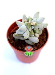 Crassula Deceptrix Hybrid 5,5 cm Saksıda Çok Nadir Tür Sukulent Sınırlı Sayıda