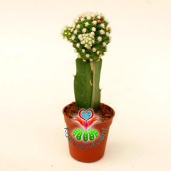 Mammillaria Gracilis Oruga - Beyaz Pamuk Dikenli Aşılı Kaktüs- 5,5 cm Saksıda Pembe Renk Çiçek Açar