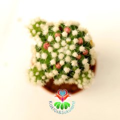 Mammillaria Gracilis Oruga - Beyaz Pamuk Dikenli Aşılı Kaktüs- 5,5 cm Saksıda Pembe Renk Çiçek Açar