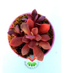 Anacampseros Rufescens- Bordo Renk - 8,5 cm Saksıda