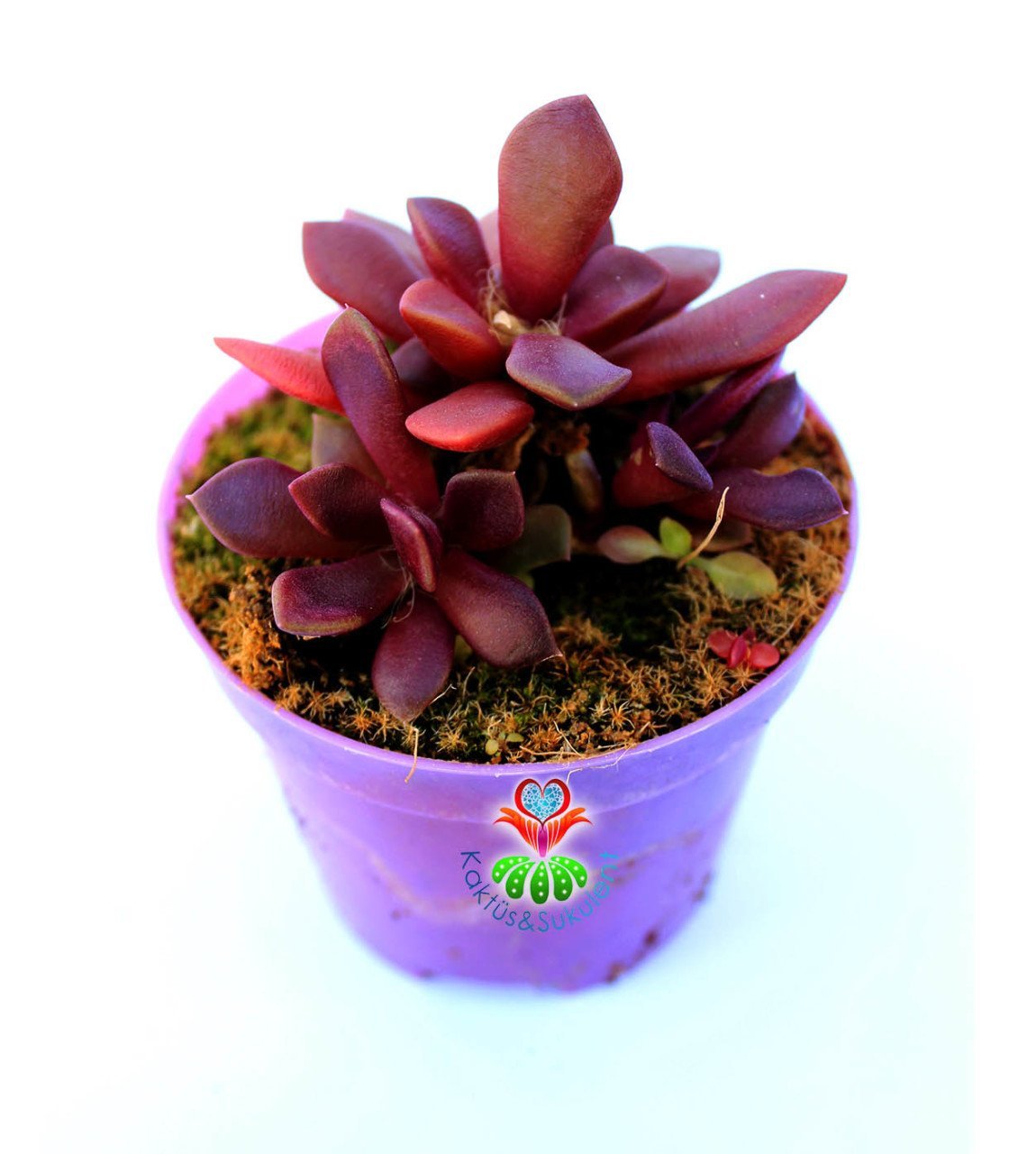 Anacampseros Rufescens- Bordo Renk - 8,5 cm Saksıda