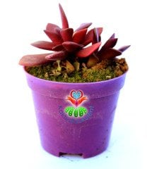 Anacampseros Rufescens- Bordo Renk - 8,5 cm Saksıda