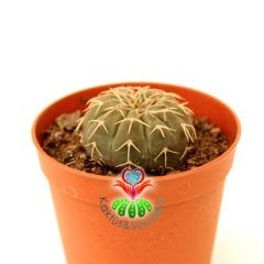 Kaktüs, Gymnocalycium Stellatum Doğal Kahverengi Renk Nadir Tür 5,5 cm Saksıda Beyaz Renk Çiçek Açar