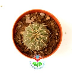 Kaktüs, Gymnocalycium Stellatum Doğal Kahverengi Renk Nadir Tür 5,5 cm Saksıda Beyaz Renk Çiçek Açar