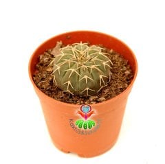 Kaktüs, Gymnocalycium Stellatum Doğal Kahverengi Renk Nadir Tür 5,5 cm Saksıda Beyaz Renk Çiçek Açar