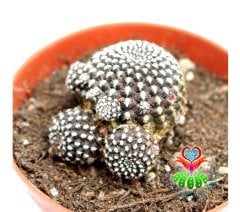 Rebutia Krainziana- Kahverenk Dokulu 8,5 cm Saksıda-Kaktüs