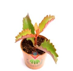 Kalanchoe Sp.- Kalanşo- Canlı Renkli- 5,5 cm Saksıda- Teraryum,Kaktüs