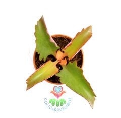 Kalanchoe Sp.- Kalanşo- Canlı Renkli- 5,5 cm Saksıda- Teraryum,Kaktüs