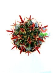 Ferocactus Latispinus v. Flavispinus-Mükemmel Formlu Fuşya Renk Dikenli DEV BOY Mor Renk Çiçek Açan 12 cm Saksıda Kaktüs