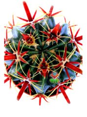 Ferocactus Latispinus v. Flavispinus-Mükemmel Formlu Fuşya Renk Dikenli DEV BOY Mor Renk Çiçek Açan 12 cm Saksıda Kaktüs