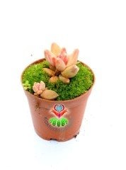 Pachyphytum Compactum Red Tips Pembe Renk Tonlarında 5,5 cm Saksıda