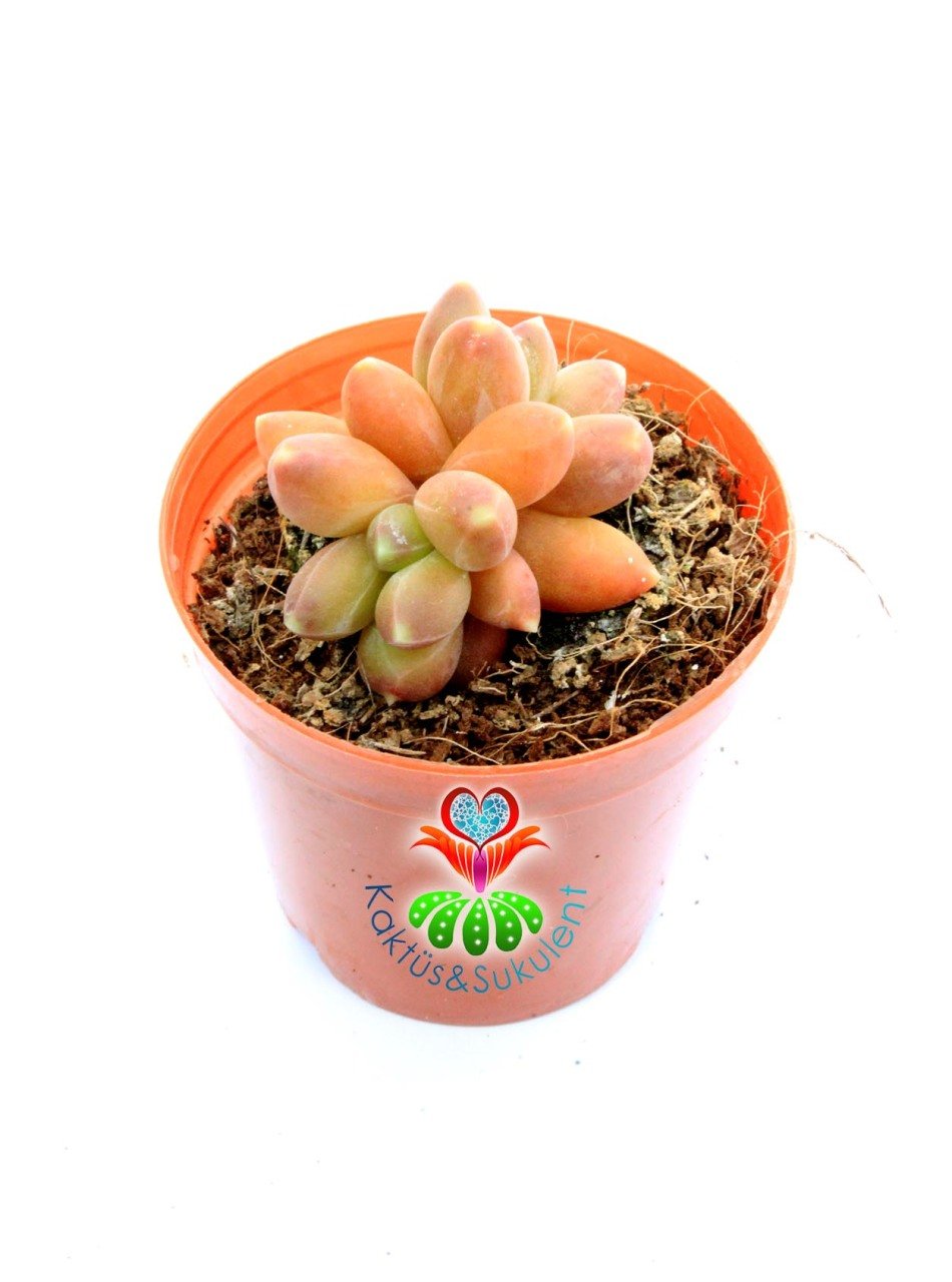 Pachyphytum Compactum Red Tips Pembe Renk Tonlarında 5,5 cm Saksıda