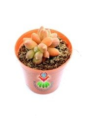 Pachyphytum Compactum Red Tips Pembe Renk Tonlarında 5,5 cm Saksıda