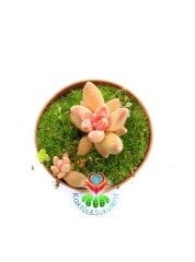 Pachyphytum Compactum Red Tips Pembe Renk Tonlarında 5,5 cm Saksıda