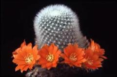Kaktüs, Rebutia Muscula Turuncu Renk Çiçek Açar 8 cm Saksıda Minik Beyaz Dikenli