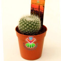 Kaktüs, Rebutia Muscula Turuncu Renk Çiçek Açar 8 cm Saksıda Minik Beyaz Dikenli