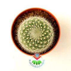 Kaktüs, Rebutia Muscula Turuncu Renk Çiçek Açar 8 cm Saksıda Minik Beyaz Dikenli