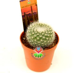 Kaktüs, Rebutia Muscula Turuncu Renk Çiçek Açar 8 cm Saksıda Minik Beyaz Dikenli