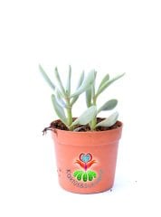 Crassula Falcata -Kırmızı Renk Çiçek Açar -6 cm Saksıda-Terraryum Sıradışı Formlu Sukulent,