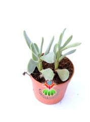 Crassula Falcata -Kırmızı Renk Çiçek Açar -6 cm Saksıda-Terraryum Sıradışı Formlu Sukulent,