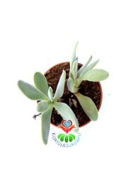 Crassula Falcata -Kırmızı Renk Çiçek Açar -6 cm Saksıda-Terraryum Sıradışı Formlu Sukulent,