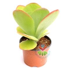 Kalanchoe Luciae-Güneşte Yaprakları Kırmızılaşır-8,5 cm Saksıda-Terraryum
