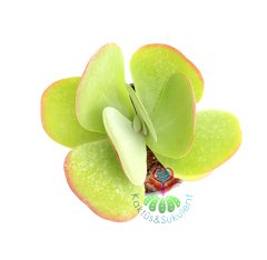 Kalanchoe Luciae-Güneşte Yaprakları Kırmızılaşır-8,5 cm Saksıda-Terraryum