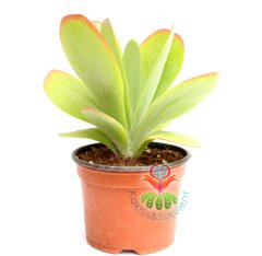 Kalanchoe Luciae-Güneşte Yaprakları Kırmızılaşır-8,5 cm Saksıda-Terraryum