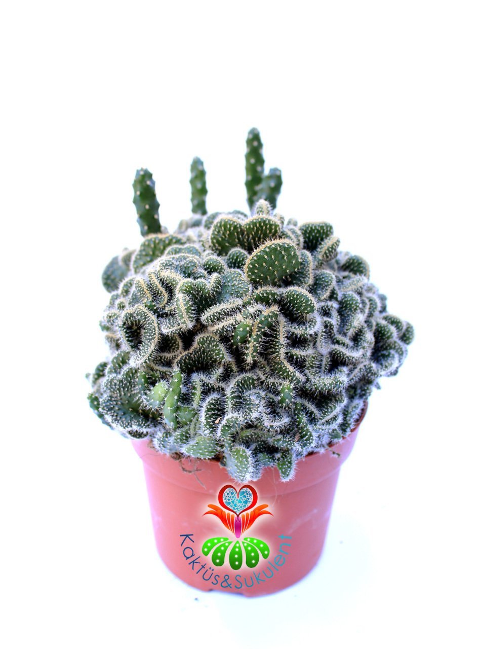 Beyin Kaktüs, Opuntia Lanceolata Cristata-Brain Cactus- Koyu Yeşil Renk Çiçek Açar-10,5 cm Saksıda