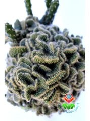Beyin Kaktüs, Opuntia Lanceolata Cristata-Brain Cactus- Koyu Yeşil Renk Çiçek Açar-10,5 cm Saksıda