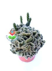 Beyin Kaktüs, Opuntia Lanceolata Cristata-Brain Cactus- Koyu Yeşil Renk Çiçek Açar-10,5 cm Saksıda