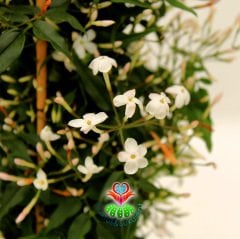 Yasemin Çiçeği - Mükemmel Kokulu Çiçekli Dış Mekana Dayanıklı Jasminum 12 cm Saksıda 40 cm Uzunlukta İthal- Yılda 2 Kez Çiçeklenir