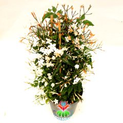 Yasemin Çiçeği - Mükemmel Kokulu Çiçekli Dış Mekana Dayanıklı Jasminum 12 cm Saksıda 40 cm Uzunlukta İthal- Yılda 2 Kez Çiçeklenir