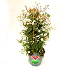 Yasemin Çiçeği - Mükemmel Kokulu Çiçekli Dış Mekana Dayanıklı Jasminum 12 cm Saksıda 40 cm Uzunlukta İthal- Yılda 2 Kez Çiçeklenir