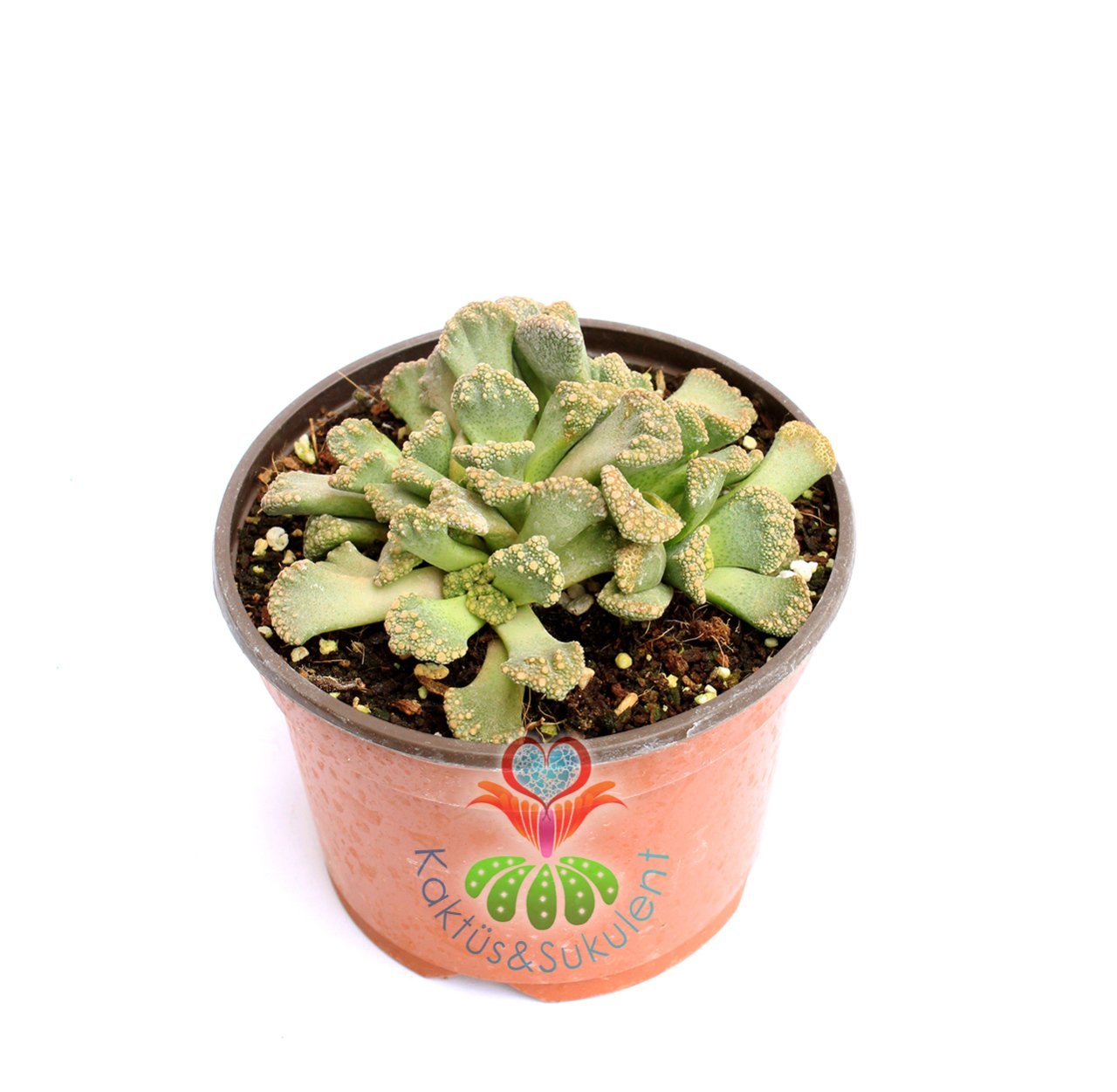 Titanopsis Calcarea -Sarı Renk Çiçek Açar-10,5 cm saksıda-Sukulent,Kaktüs