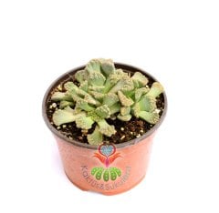 Titanopsis Calcarea -Sarı Renk Çiçek Açar-10,5 cm saksıda-Sukulent,Kaktüs
