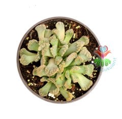 Titanopsis Calcarea -Sarı Renk Çiçek Açar-10,5 cm saksıda-Sukulent,Kaktüs