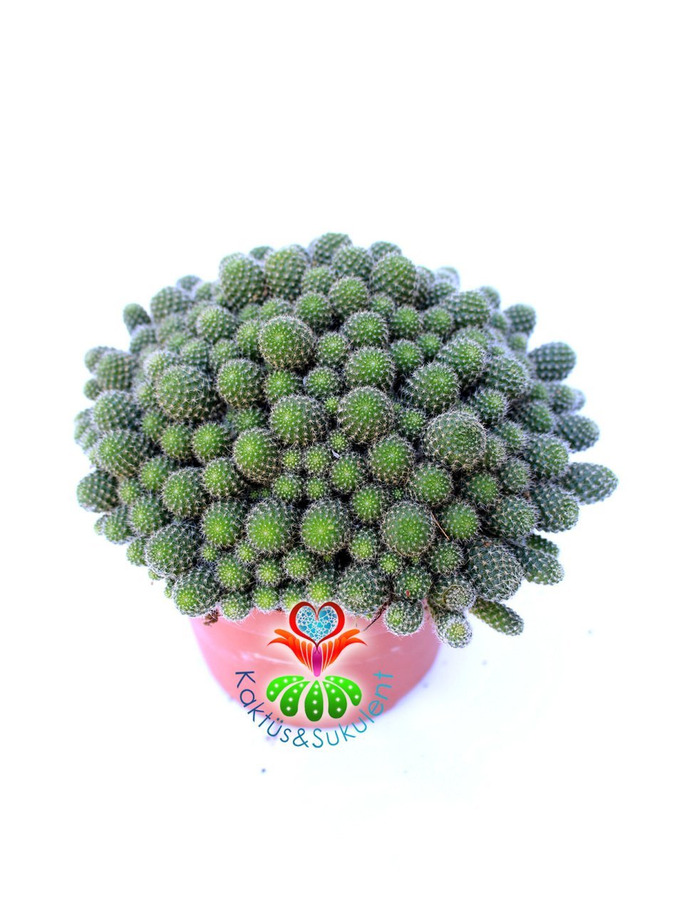Rebutia Heliosa Cajasensis-Açık Yeşil Bol Yavrulu Kaktüs -10,5 cm Saksıda