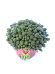 Rebutia Heliosa Cajasensis-Açık Yeşil Bol Yavrulu Kaktüs -10,5 cm Saksıda