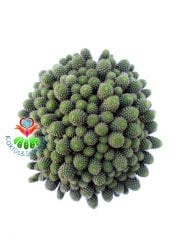 Rebutia Heliosa Cajasensis-Açık Yeşil Bol Yavrulu Kaktüs -10,5 cm Saksıda