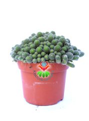 Rebutia Heliosa Cajasensis-Açık Yeşil Bol Yavrulu Kaktüs -10,5 cm Saksıda